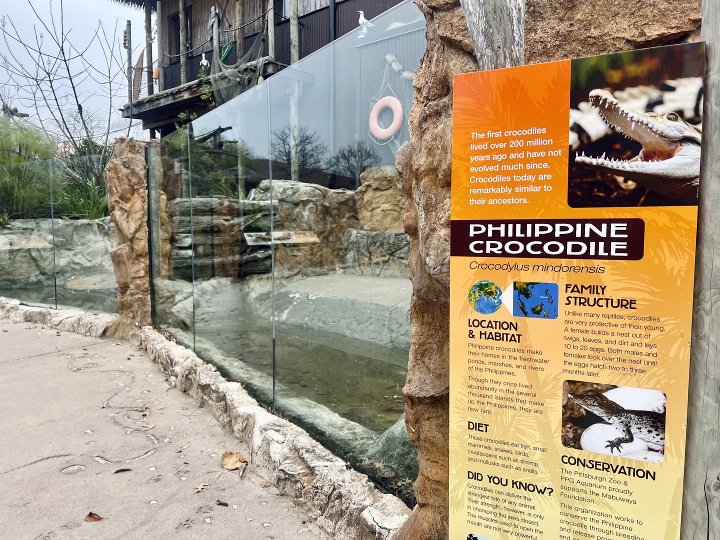 Philippine Crocodile