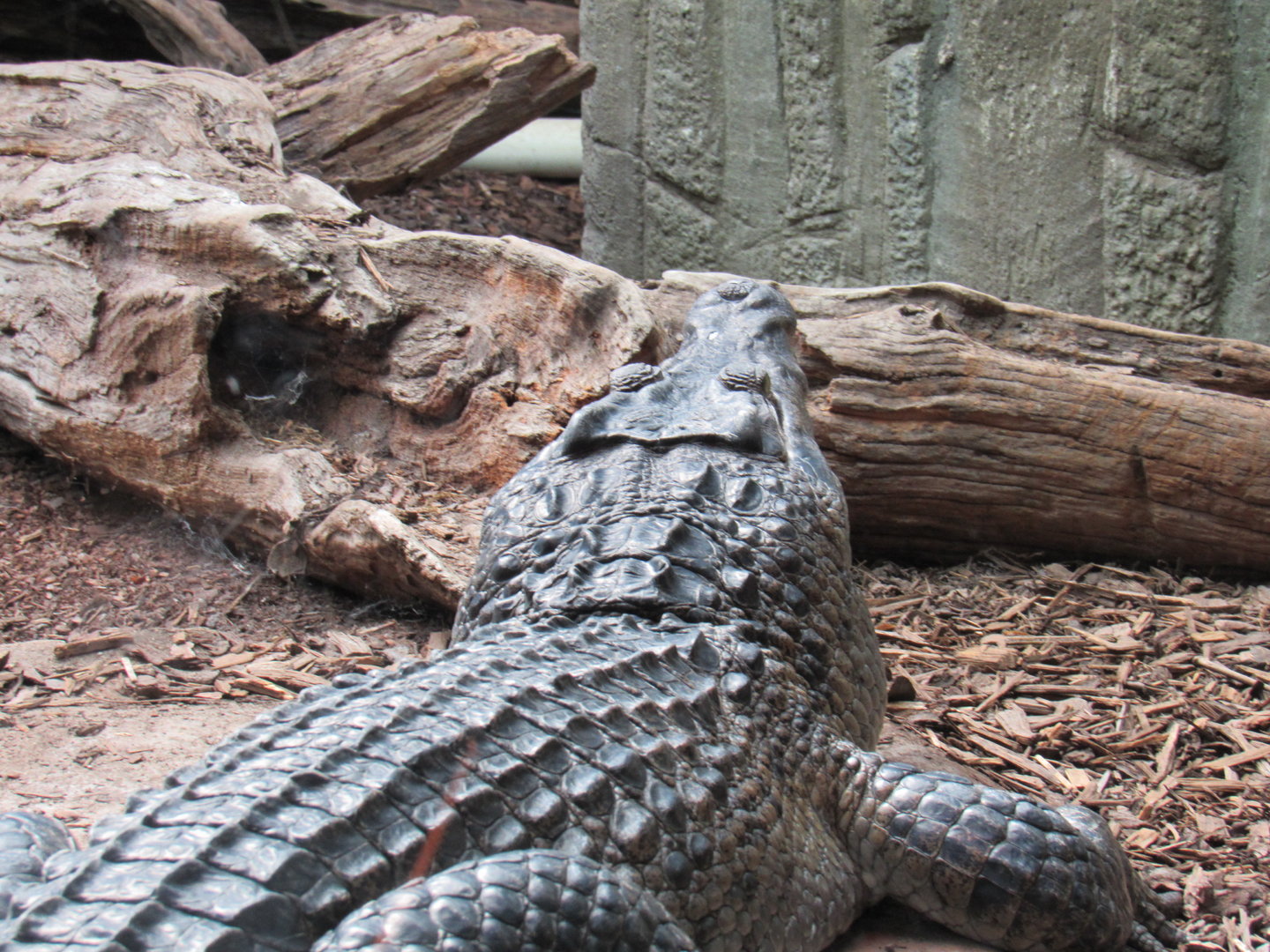 Philippine Crocodile