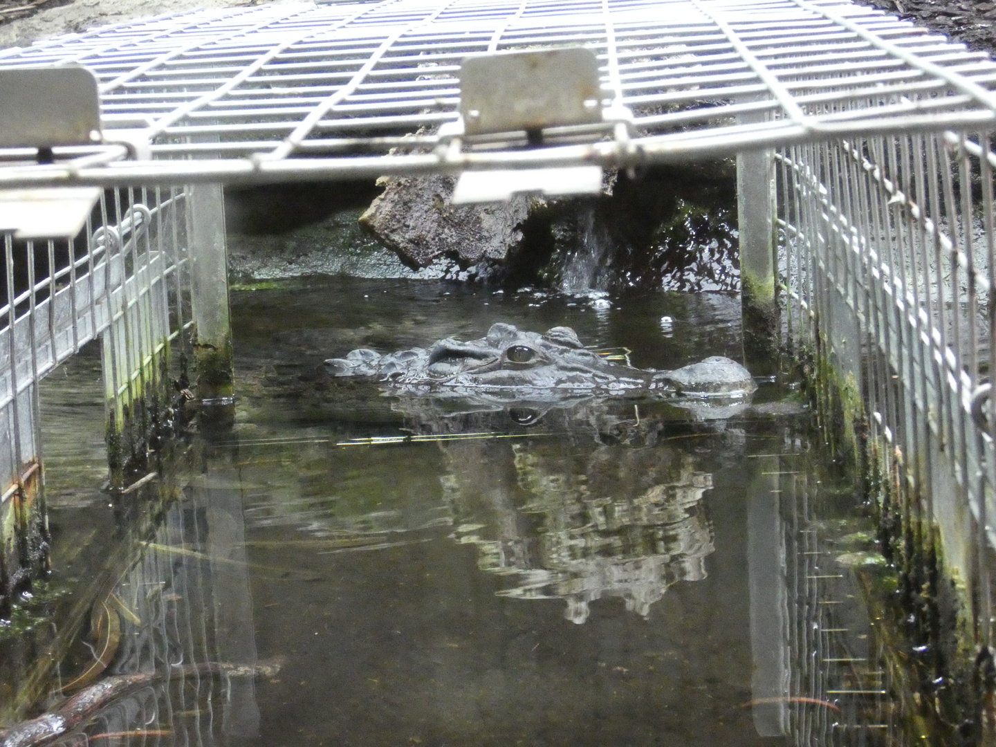 Philippine crocodile