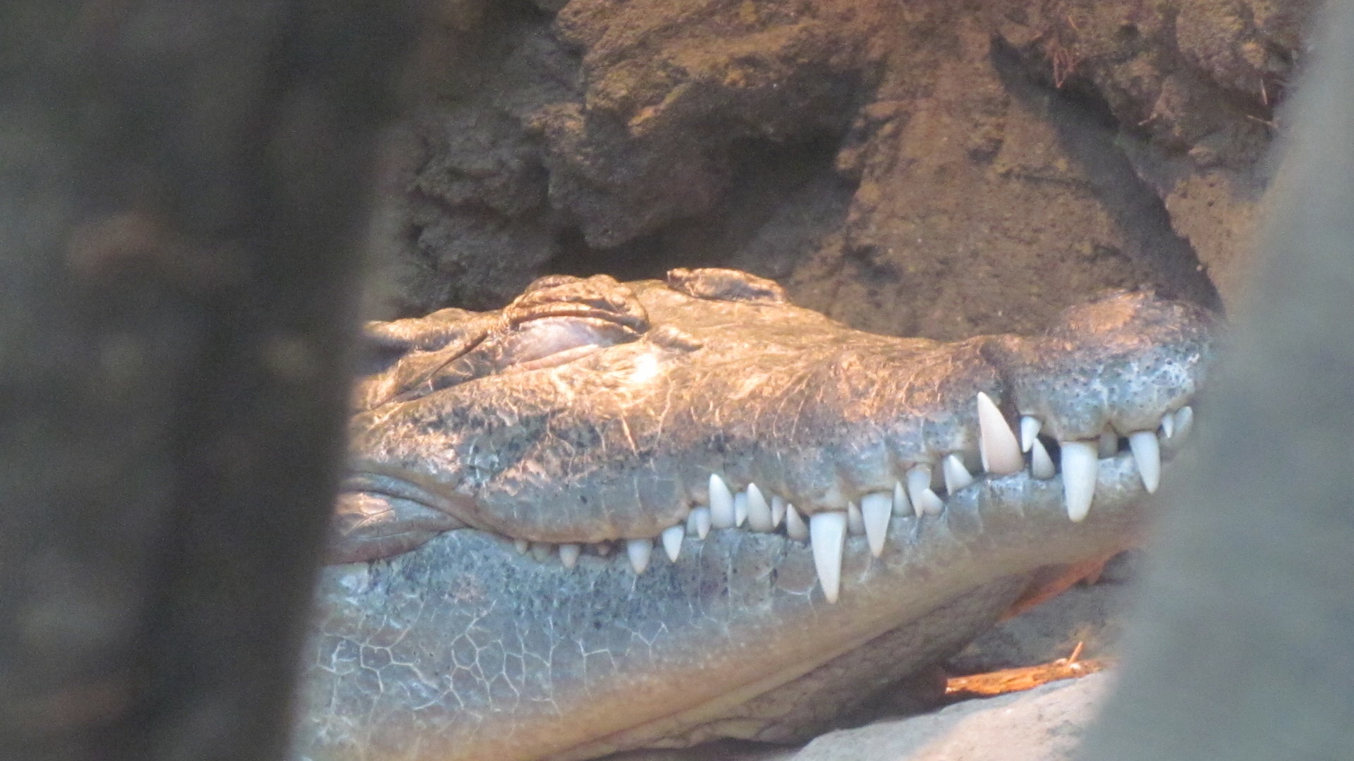 Philippine Crocodile
