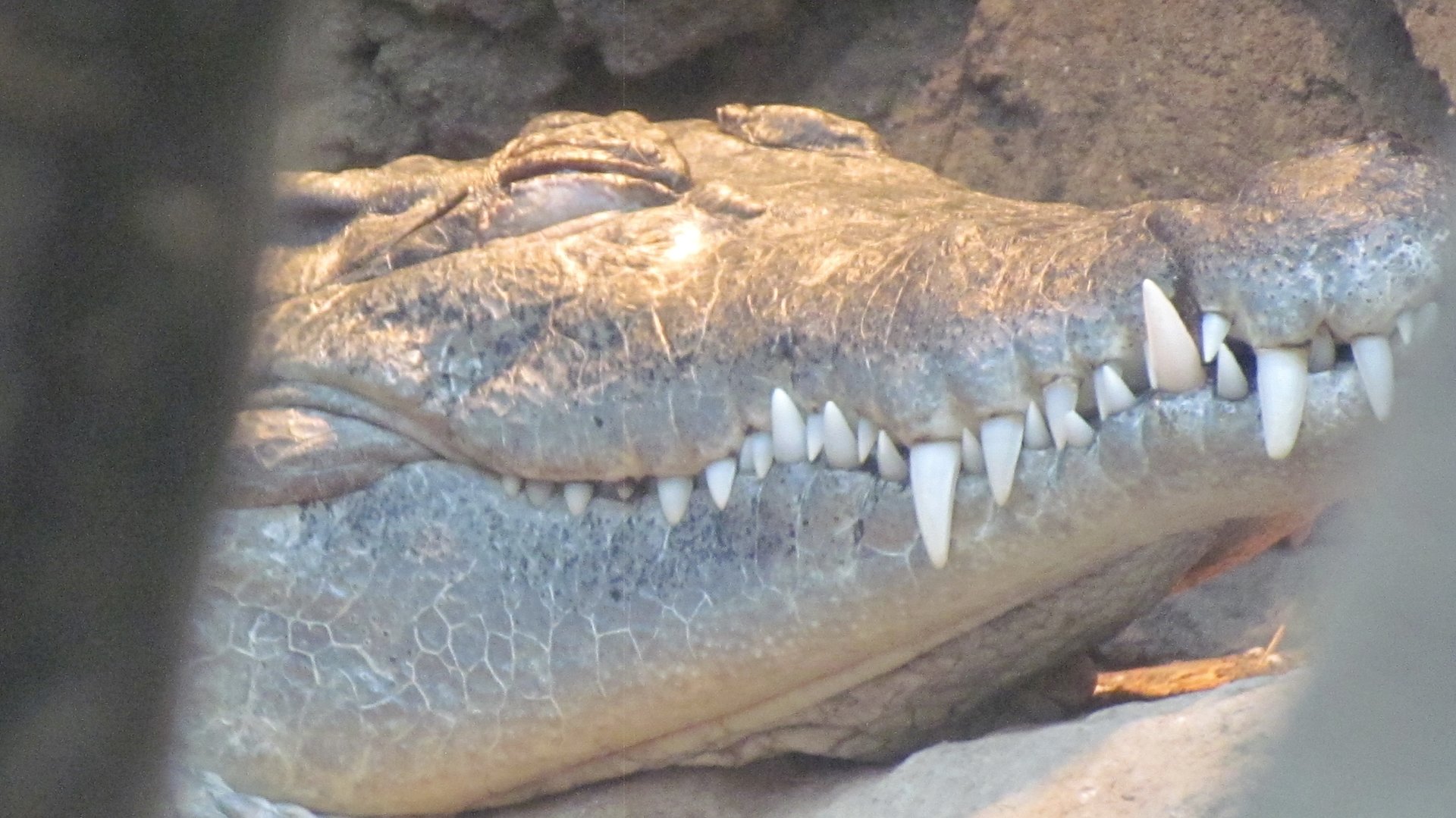 Philippine Crocodile