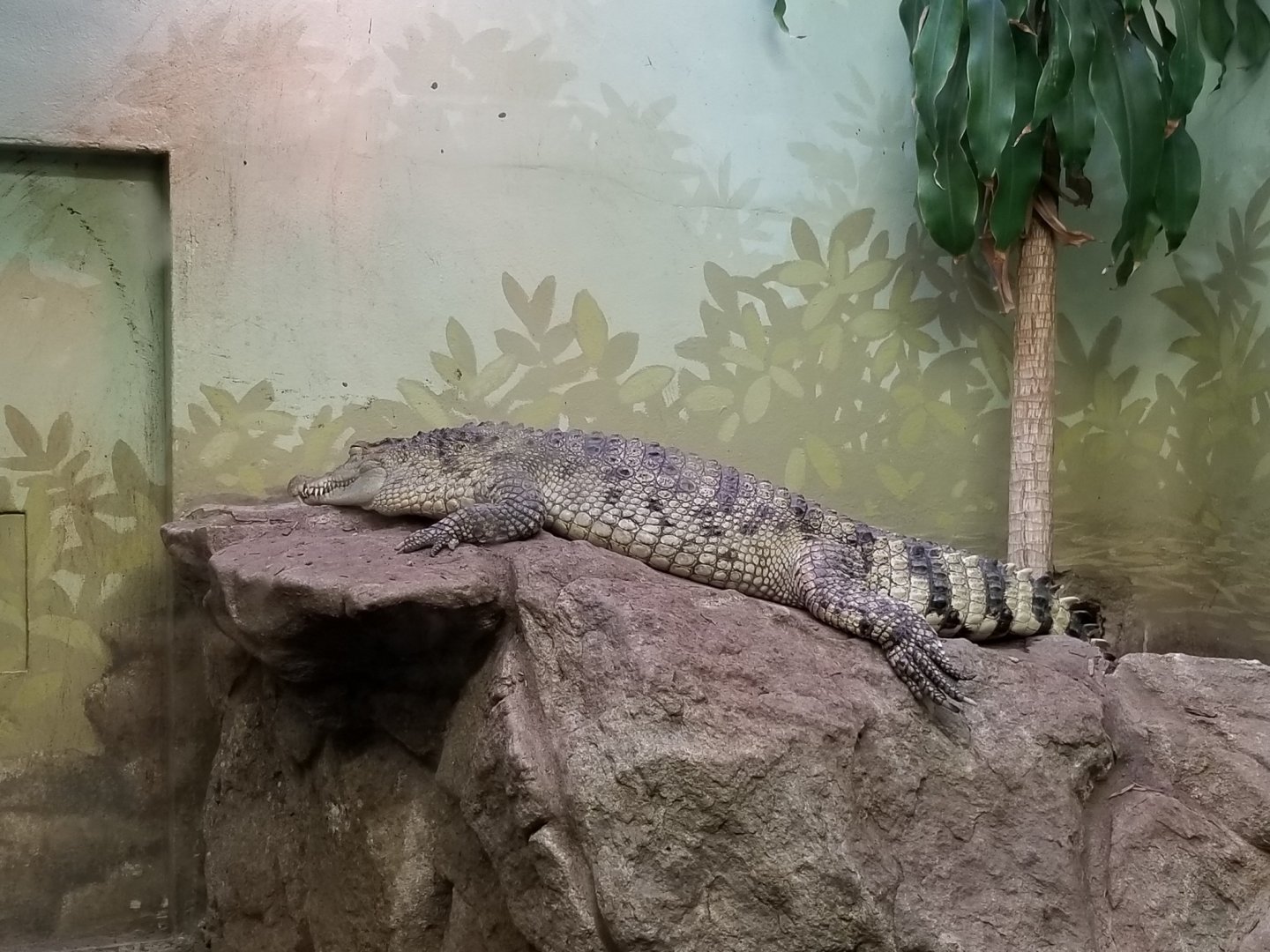 Philippine crocodile