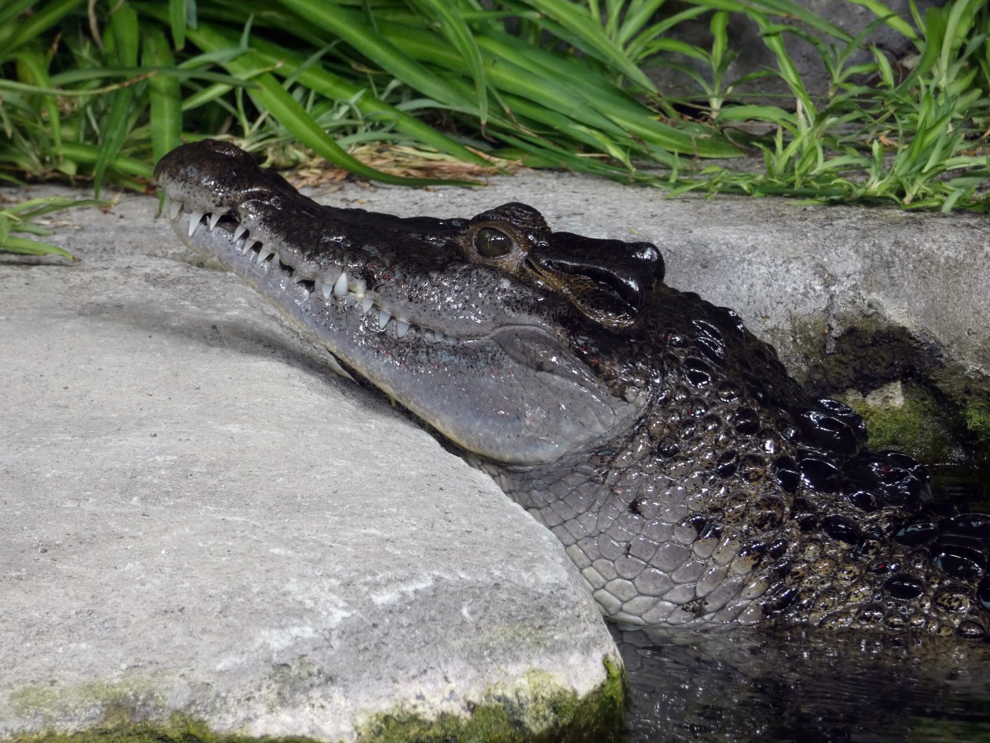 Philippine crocodile