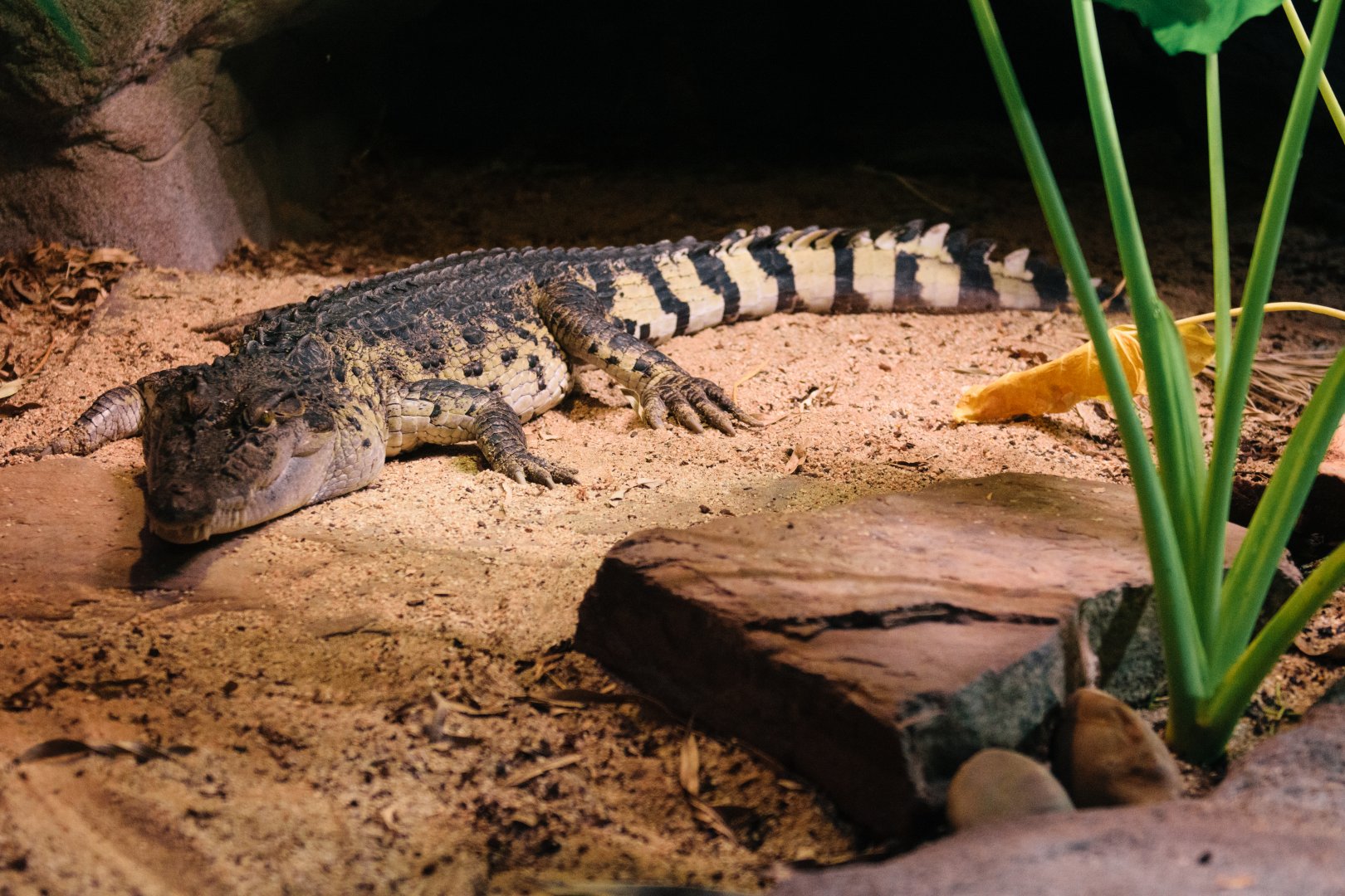 Philippine Crocodile