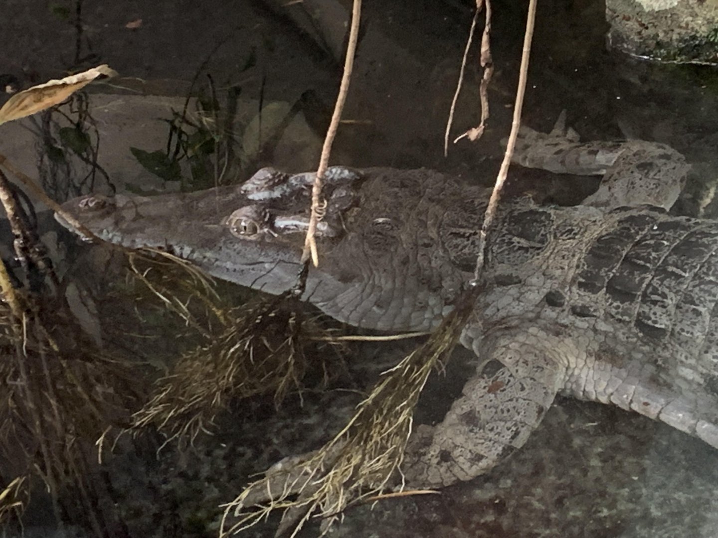 Philippine crocodile