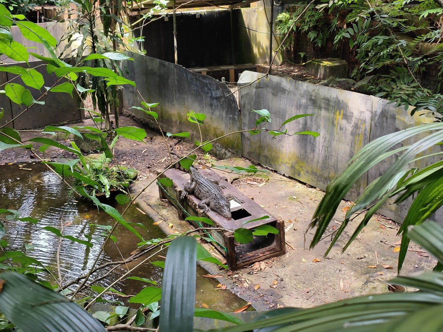 Philippine Crocodile