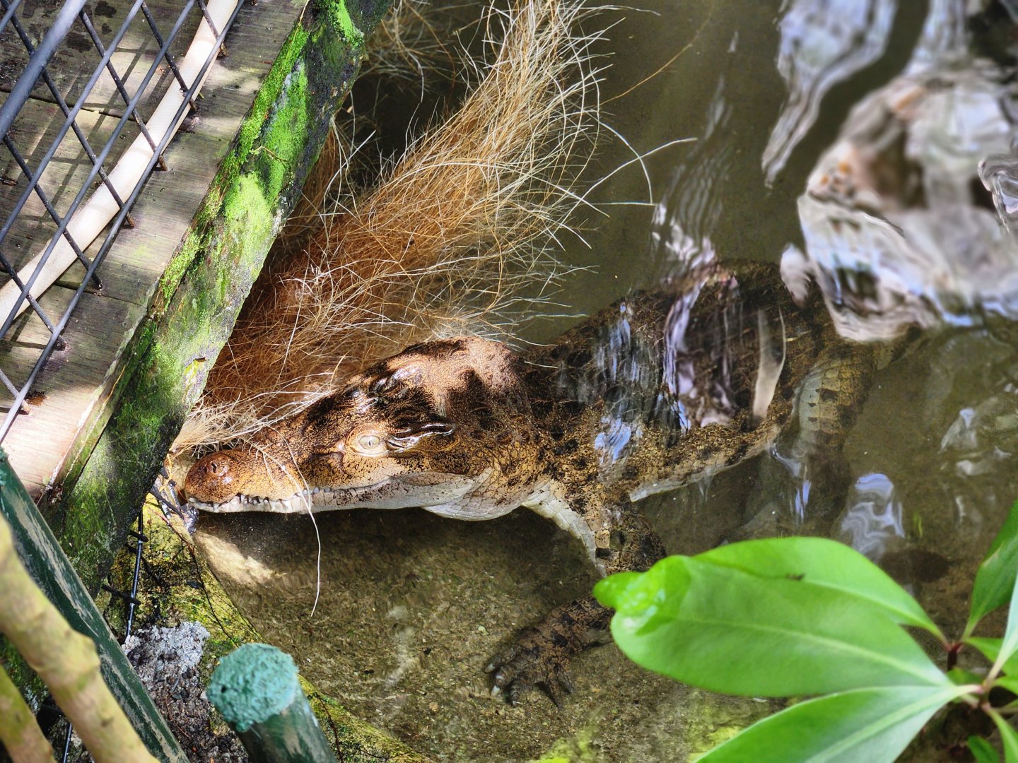 Philippine Crocodile
