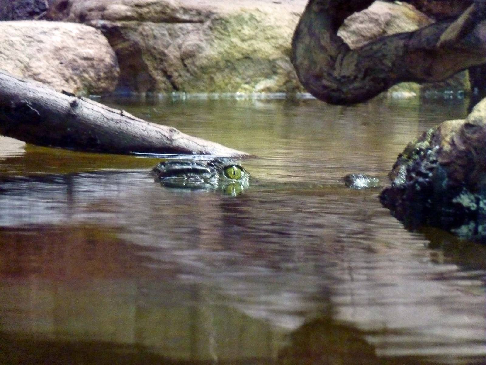 Philippine crocodile