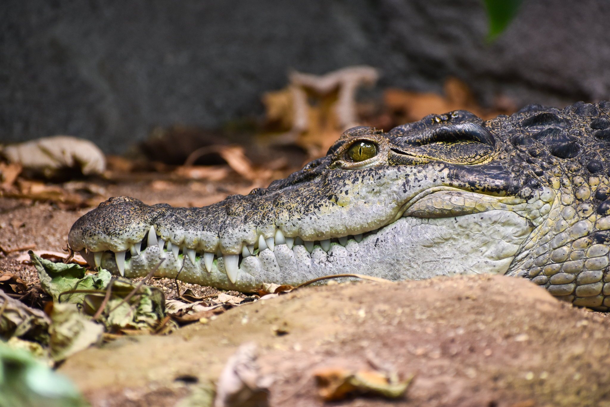 Philippine Crocodile