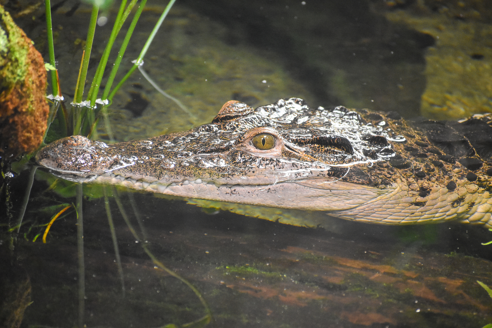 Philippine Crocodile