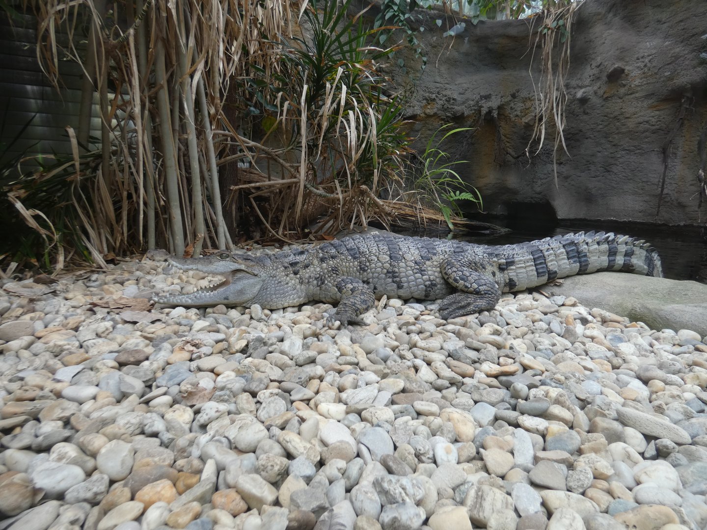 Philippine crocodile