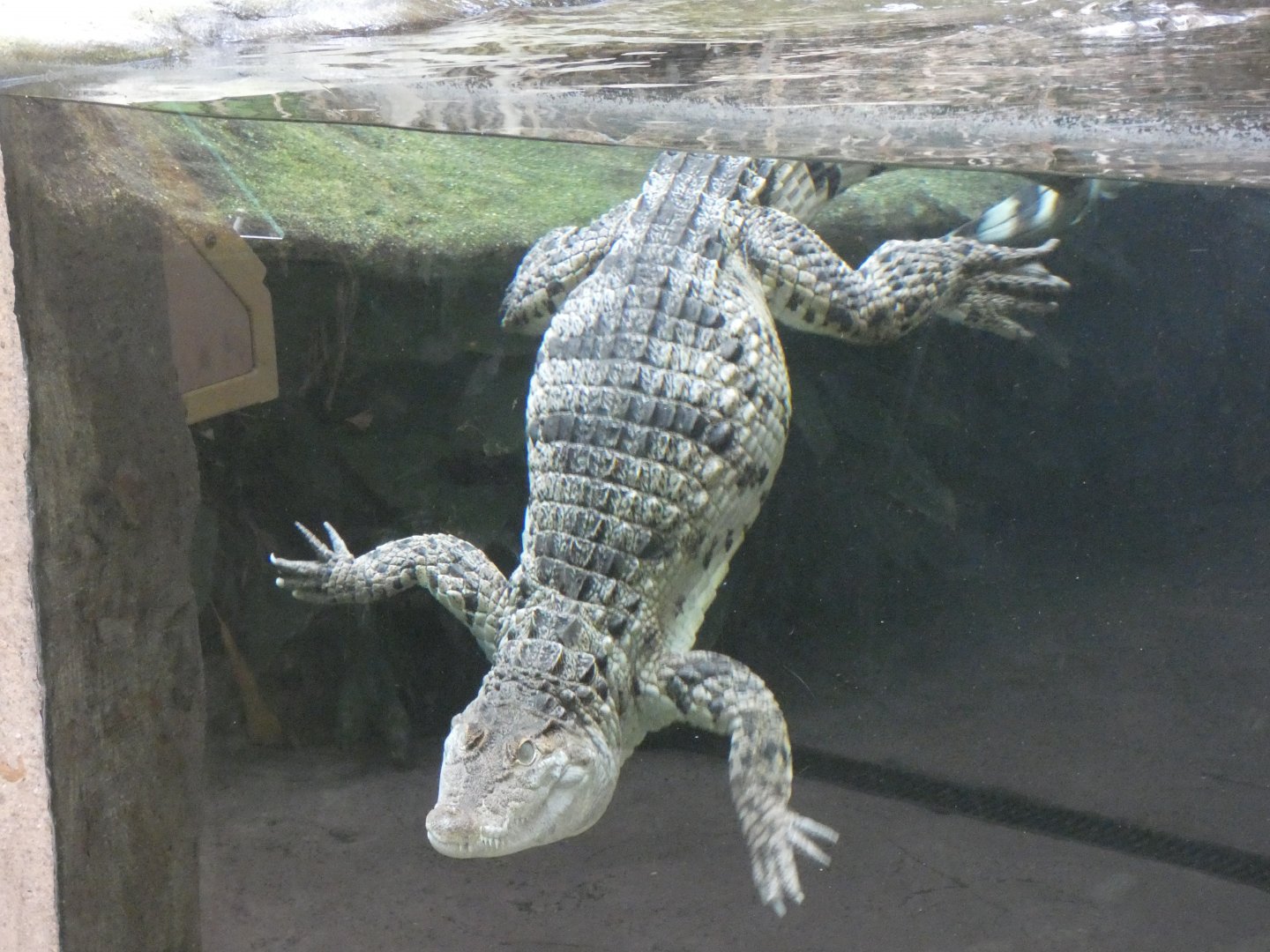 Philippine crocodile