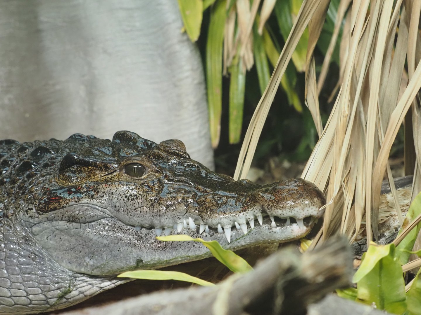 Philippine Crocodile
