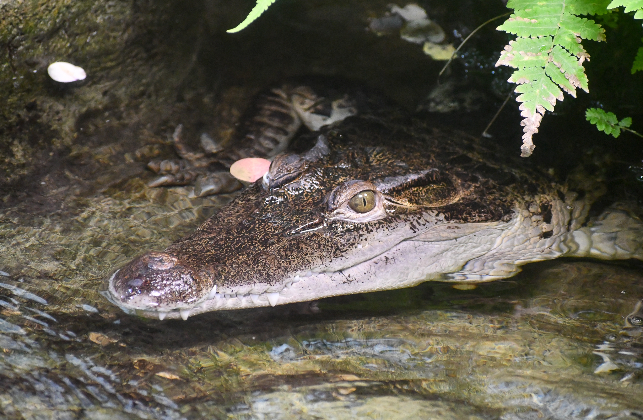 Philippine Crocodile