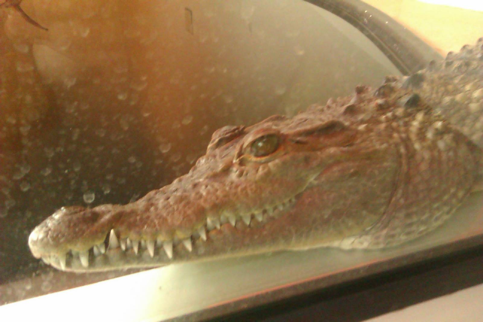 Philippine Crocodile's Head Shot