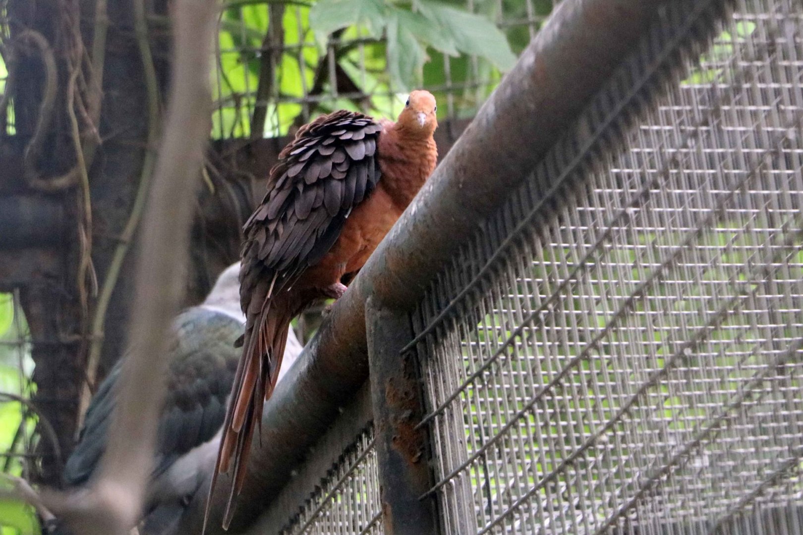 Philippine cuckoo-dove, July 2016