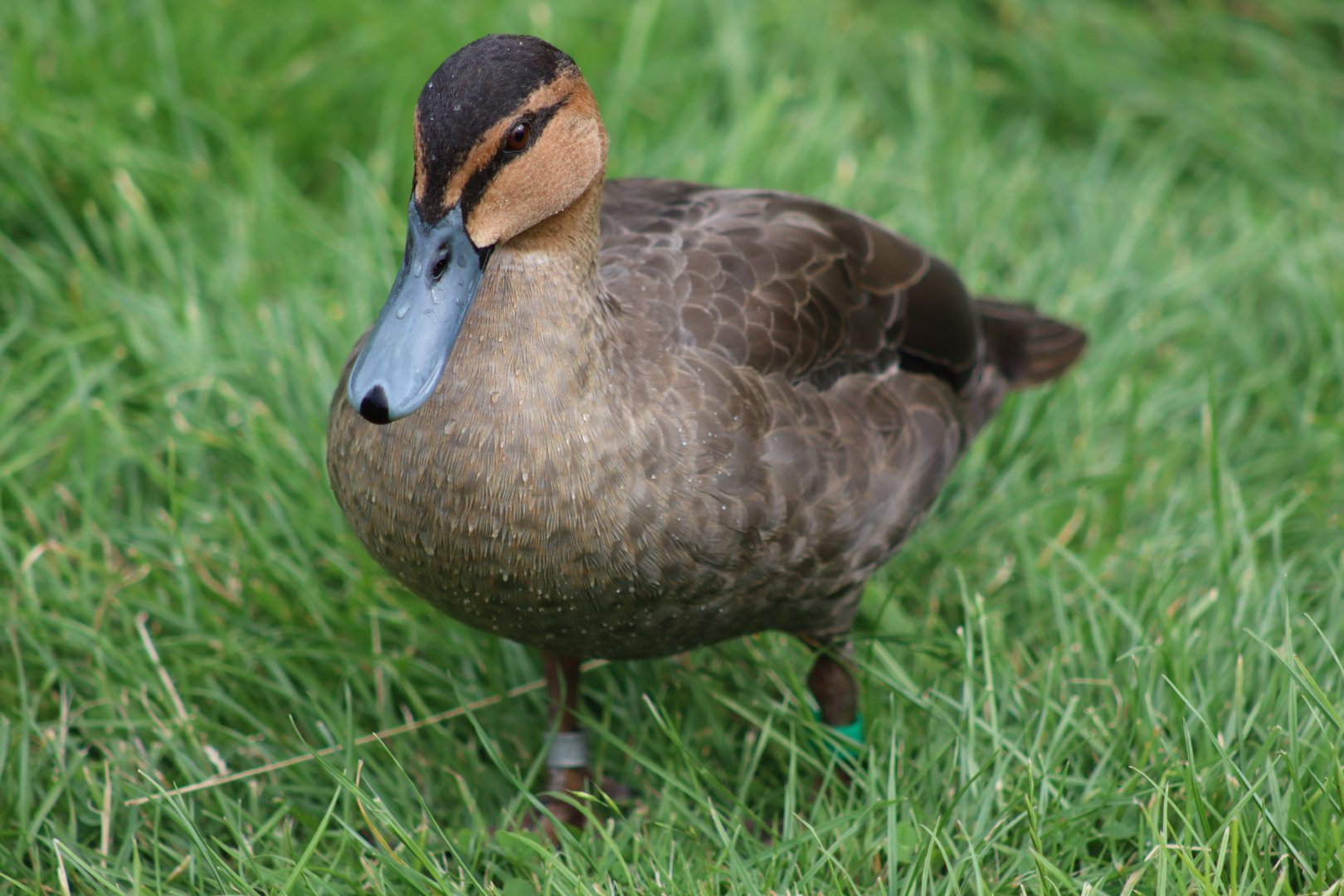 Philippine Duck - 1 August 2020