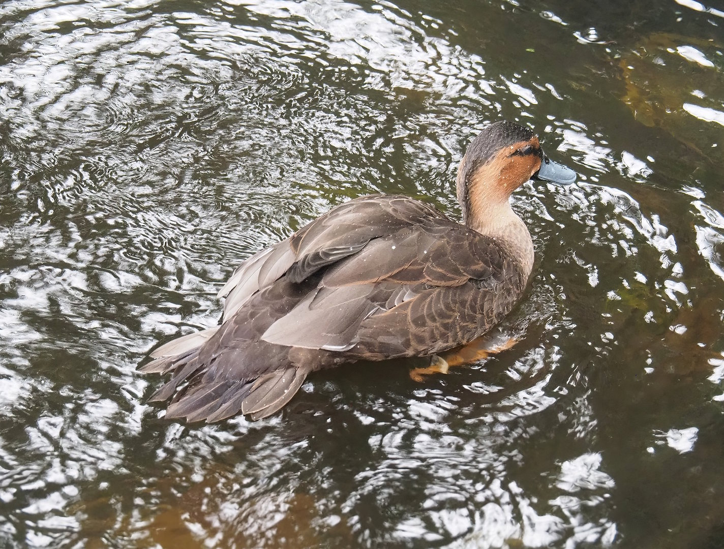 Philippine duck (Anas luzonica), 2022-08-28