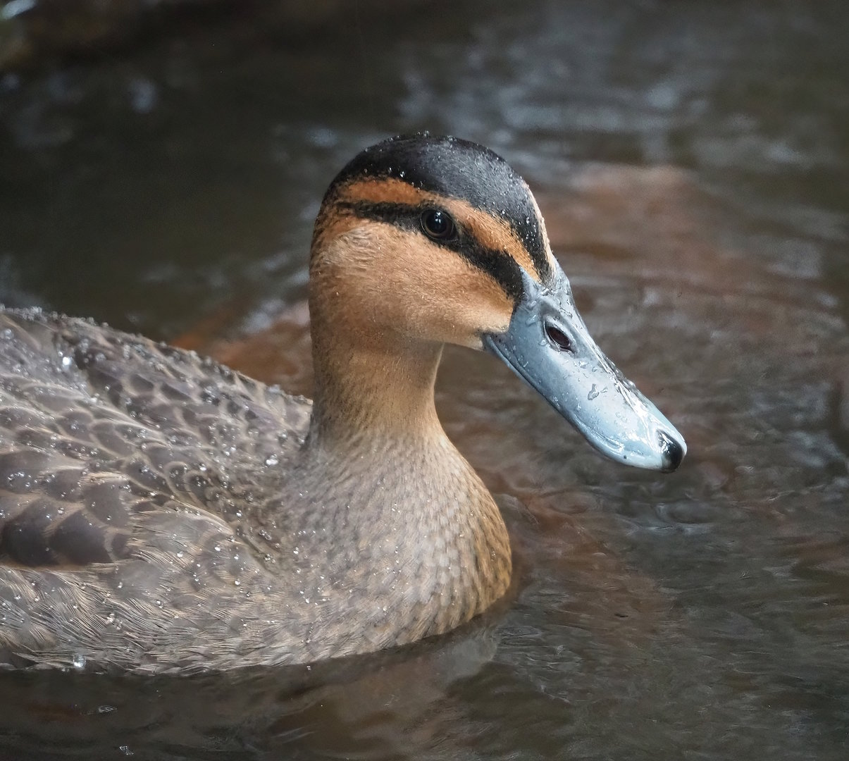 Philippine duck (Anas luzonica), 2022-08-28