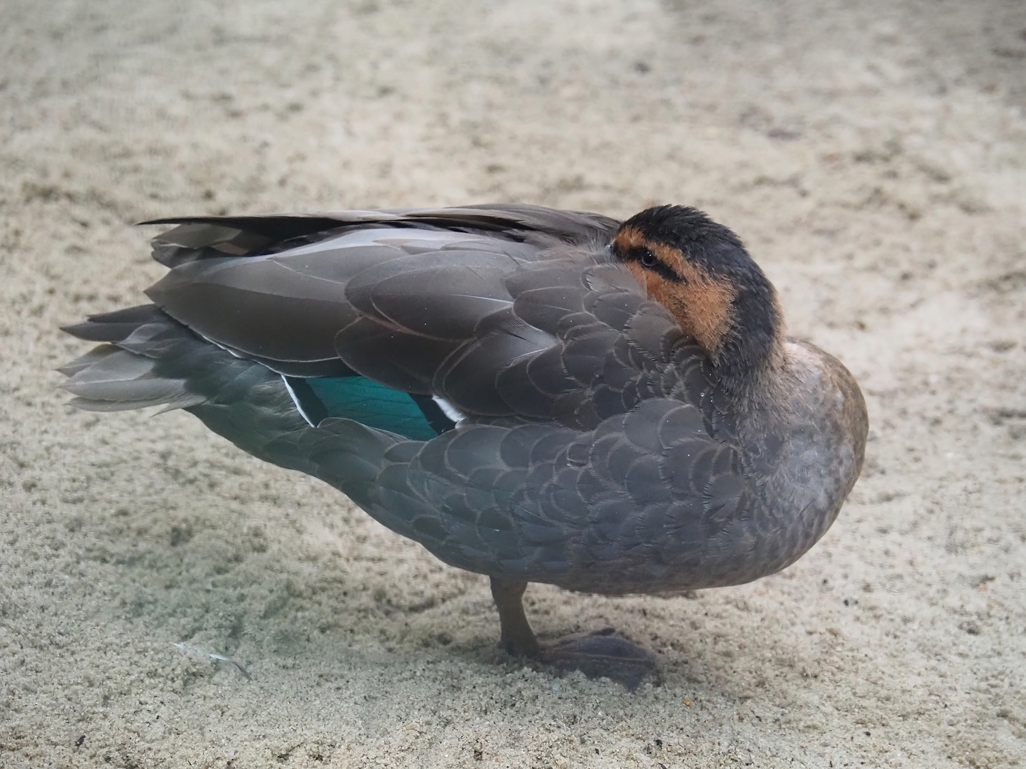 Philippine duck (Anas luzonica), 2024-05-22