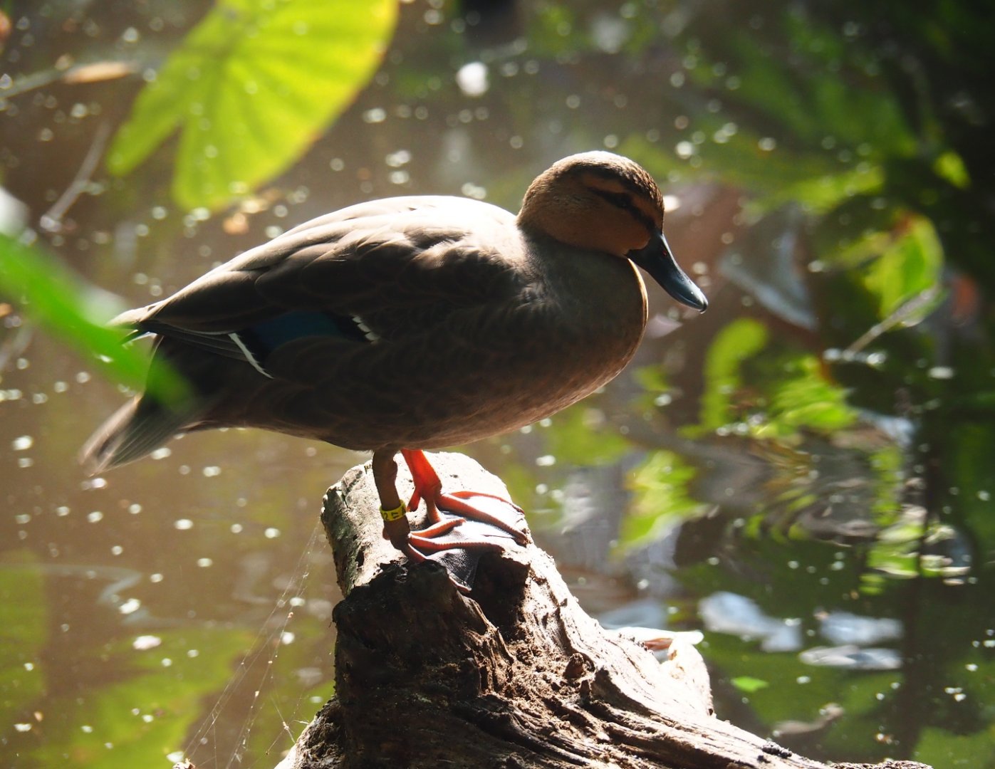 Philippine duck (Anas luzonica), Sep 2nd, 2018