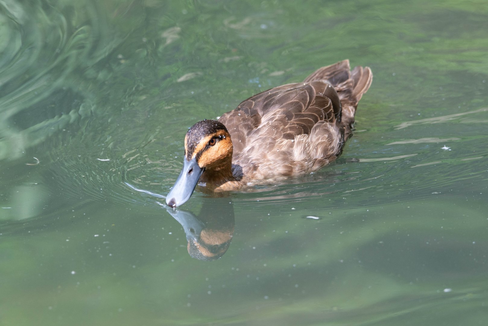 Philippine Duck- (Anas luzonica)