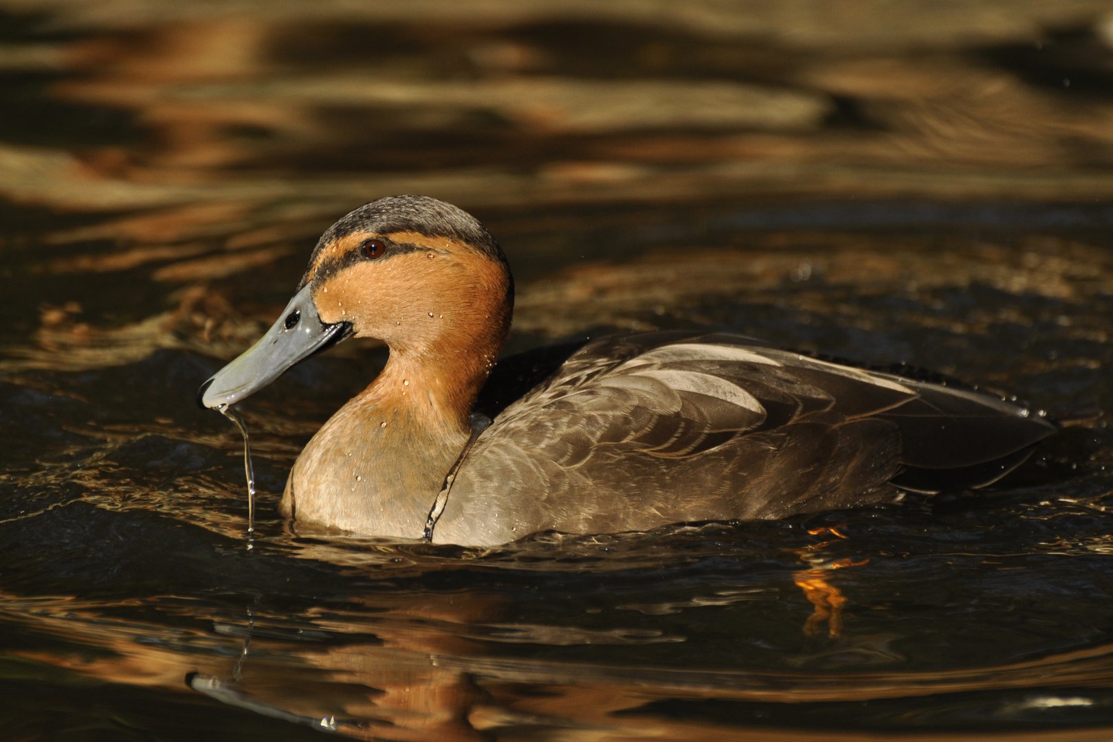 Philippine duck (Anas luzonica)