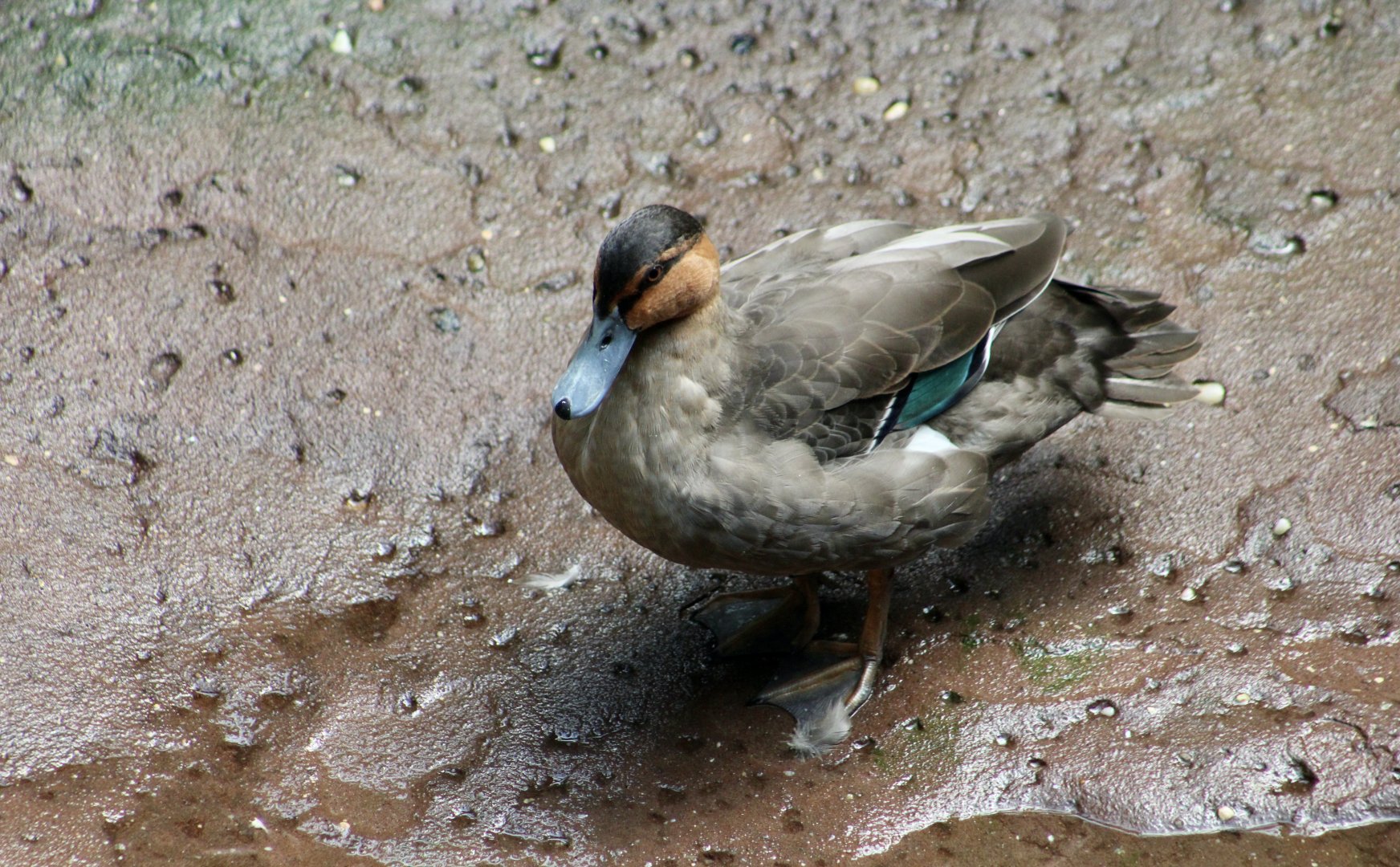 Philippine Duck (Anas luzonica)
