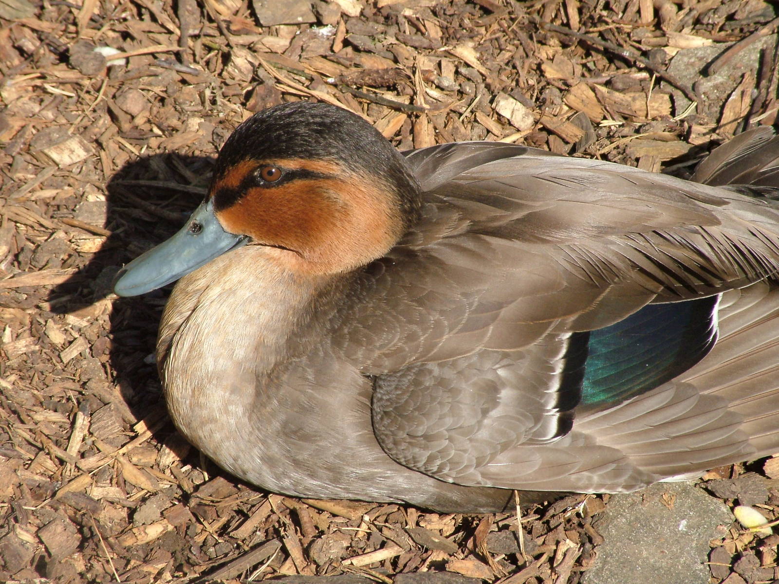 Philippine Duck at Cotswold WP 17/04/10