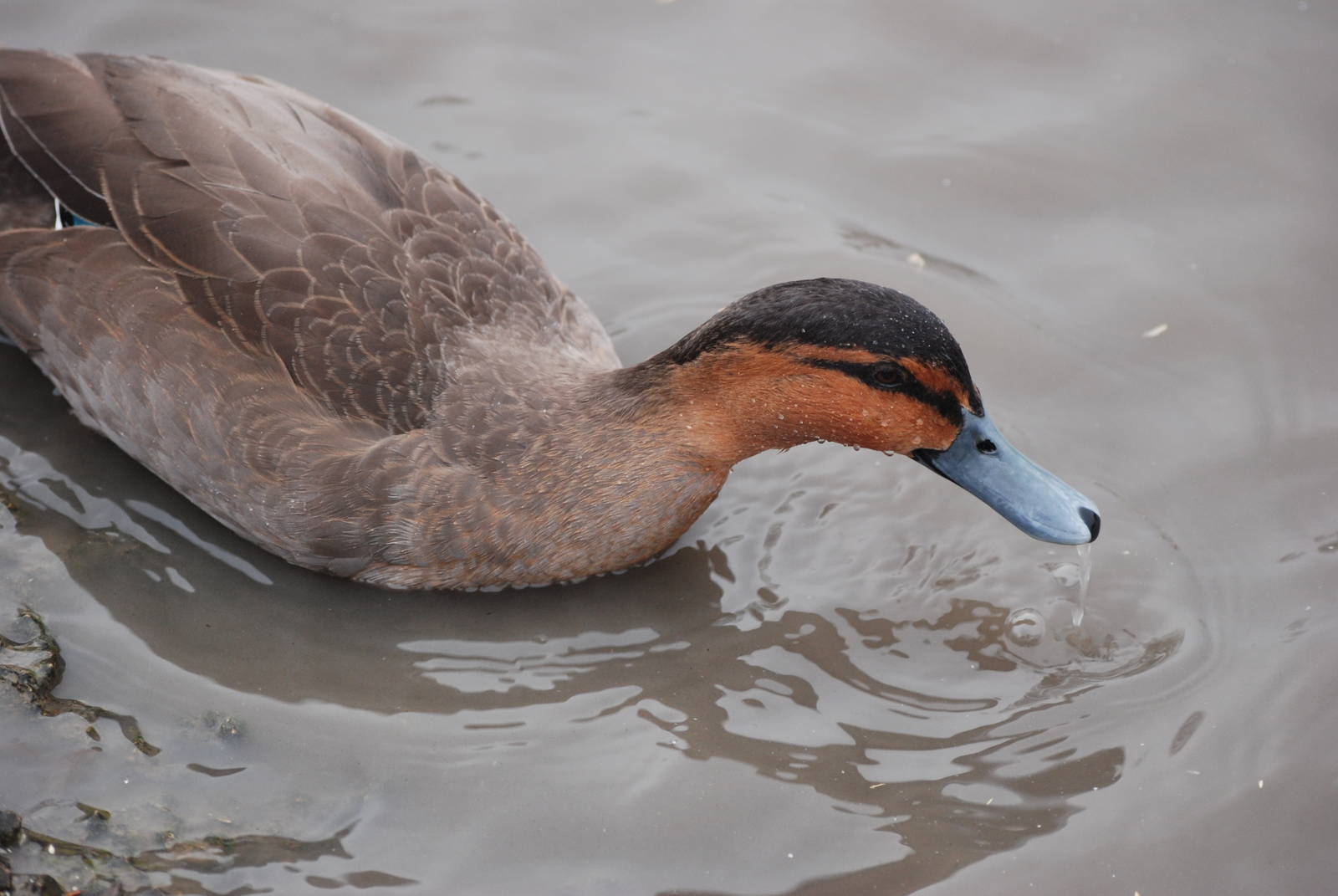 Philippine Duck at Slimbridge, 06/02/12