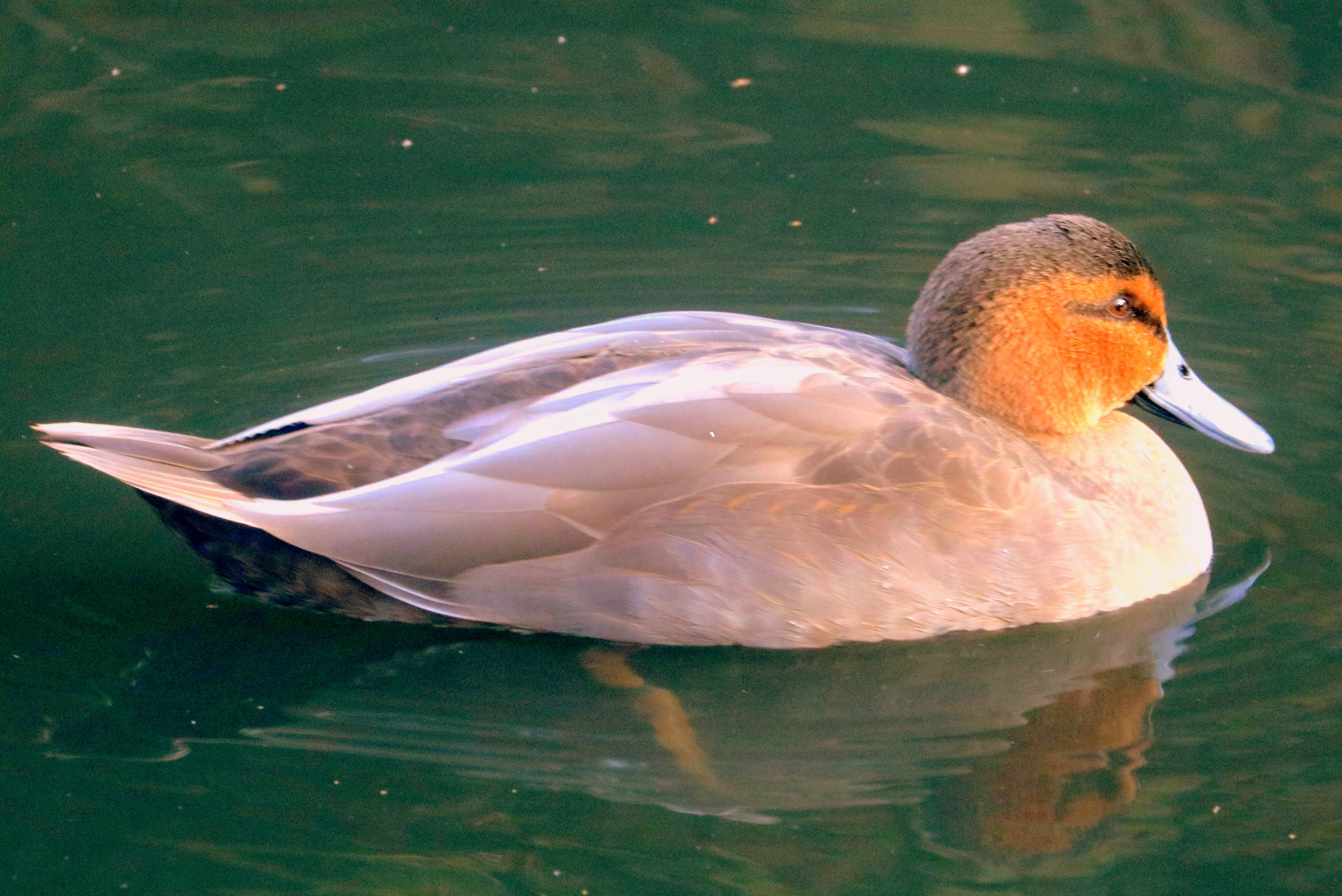 Philippine duck; Barnes; 1st February 2020