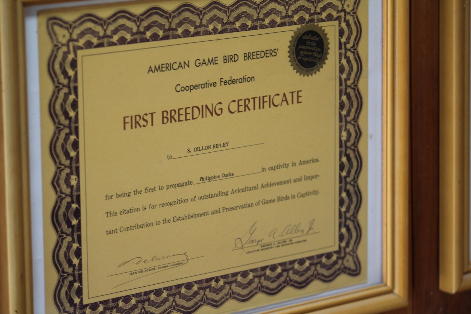 Philippine Duck First Breeding