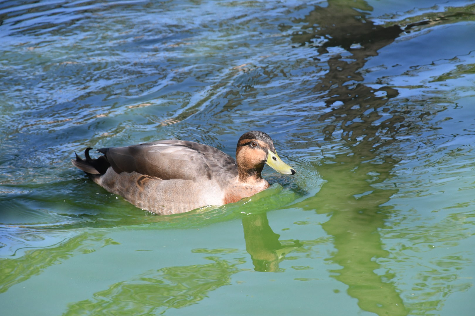 Philippine Duck (on the lake with Primate Islands)