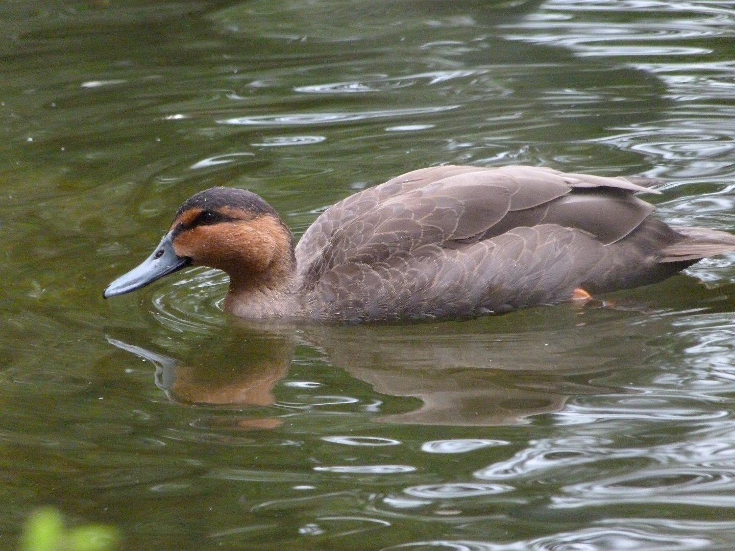 Philippine duck -Zoologischer Garten Berlin (2024)