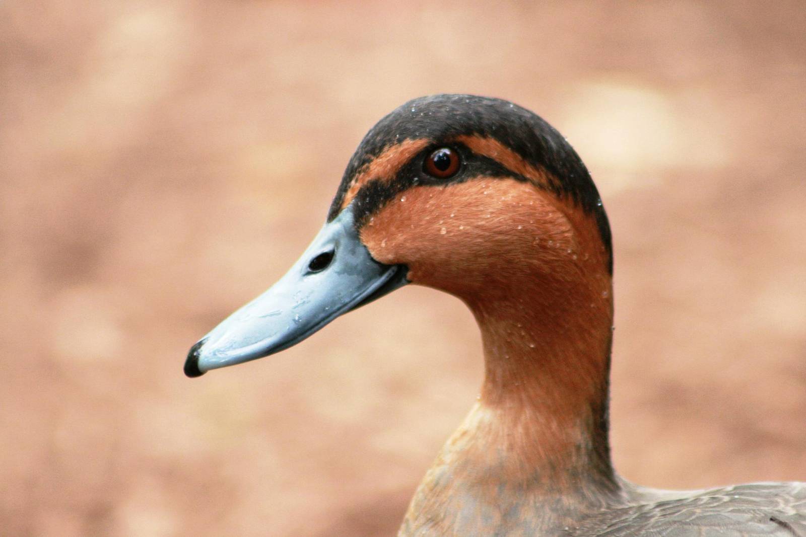 Philippine Duck