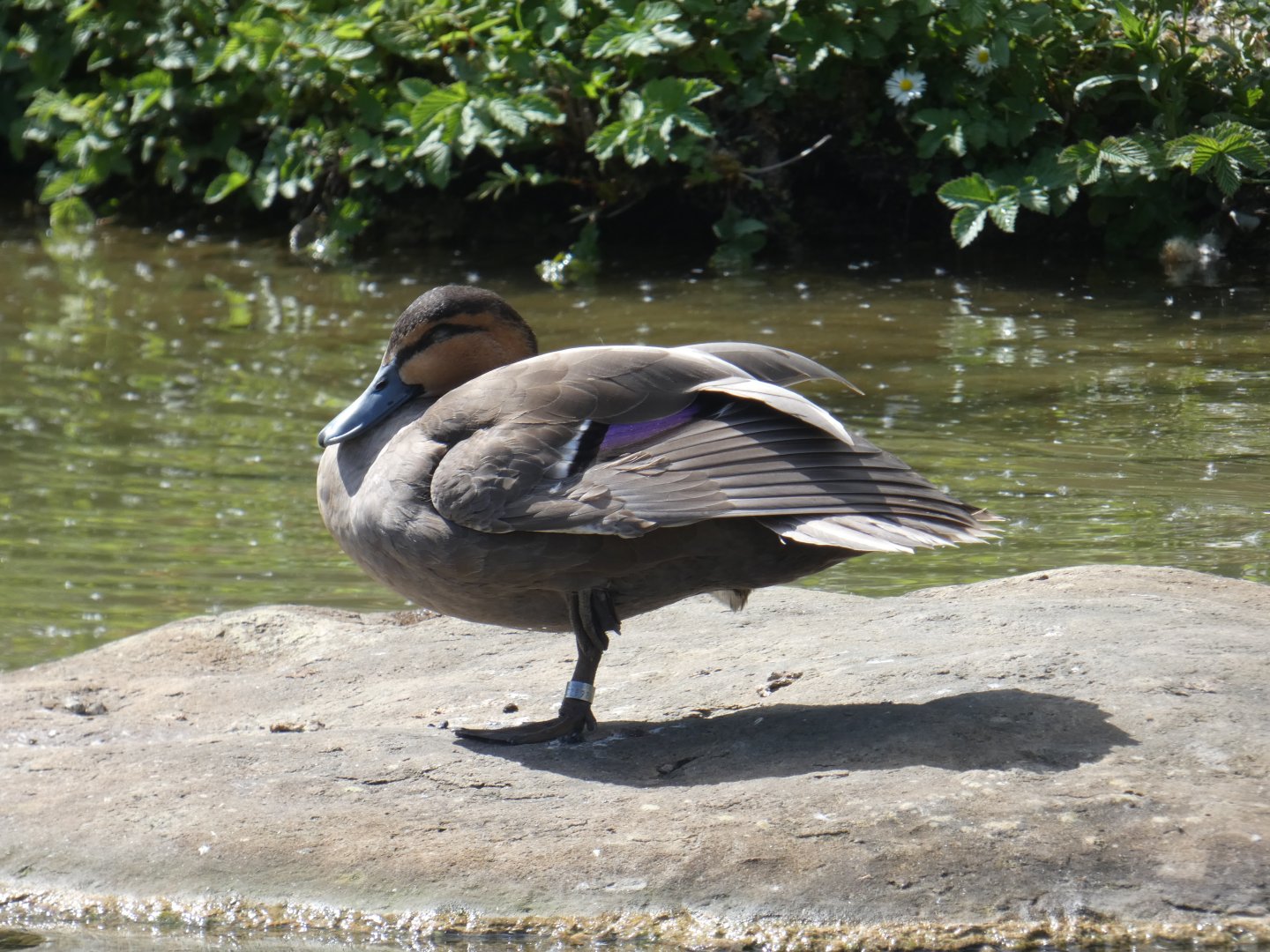 Philippine duck