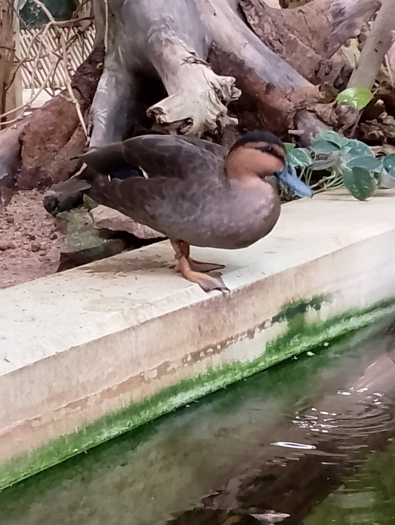 Philippine duck