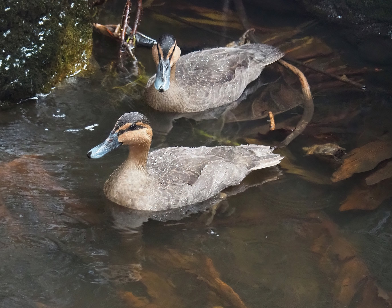Philippine ducks (Anas luzonica), 2022-08-28