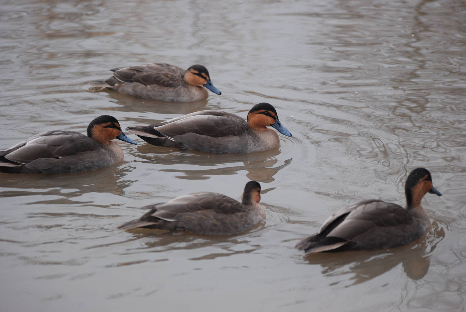 Philippine Ducks at Slimbridge, 06/02/12
