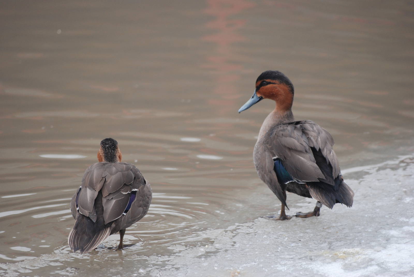 Philippine Ducks on the Ice Shelf at Slimbridge, 06/02/12