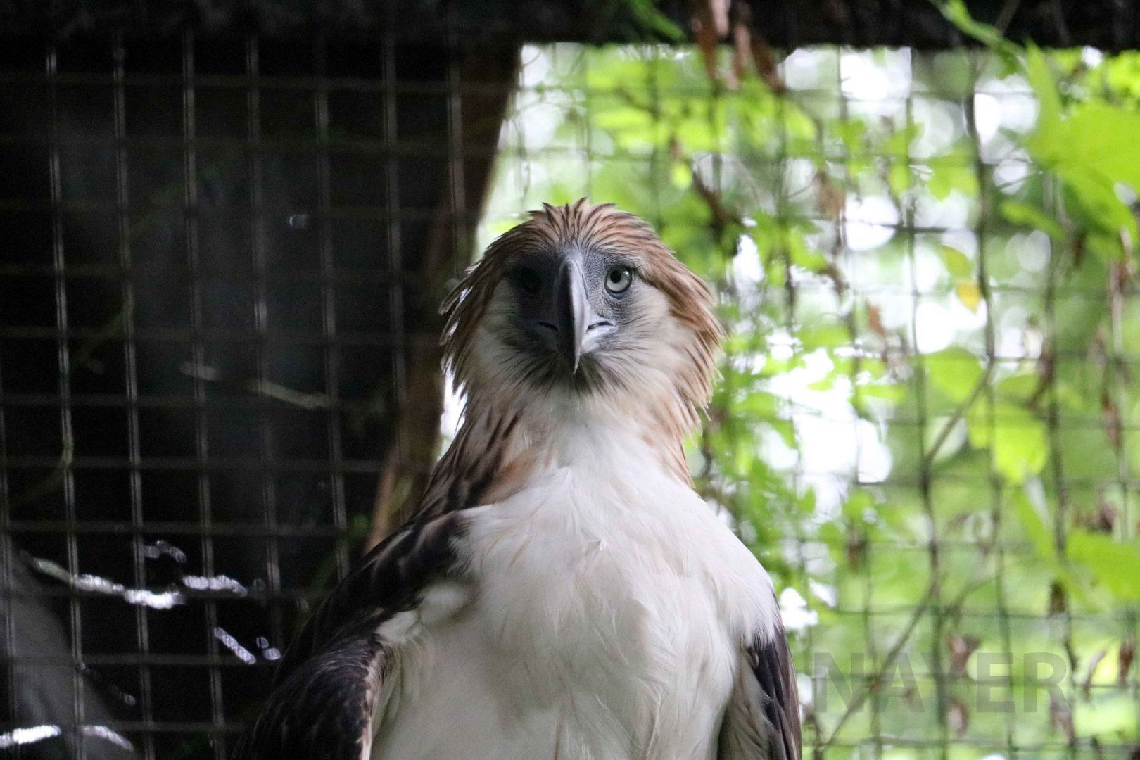 Philippine eagle, July 2016