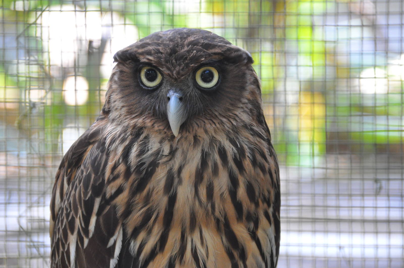 Philippine eagle owl/ Bubo philippensis mindanensis