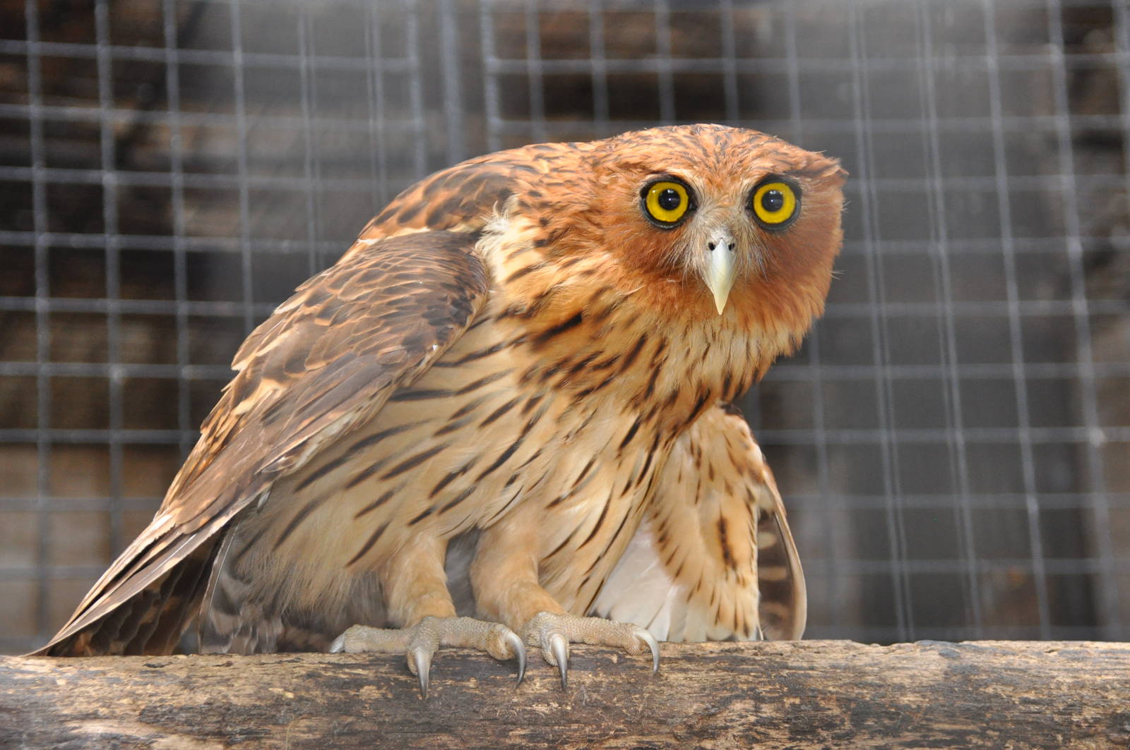 Philippine eagle owl / Bubo philippensis philippensis