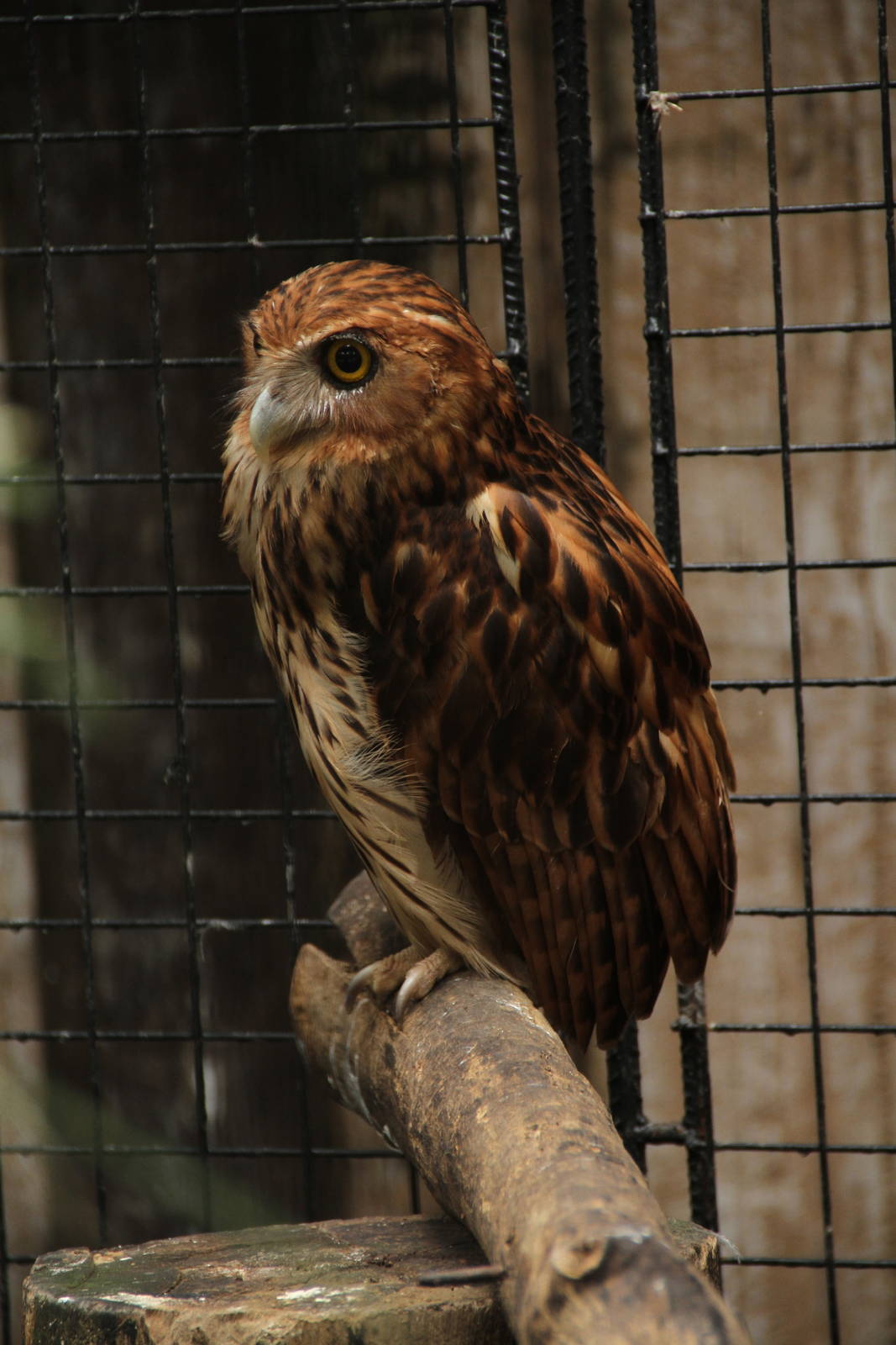 Philippine Eagle-Owl (Bubo philippensis)