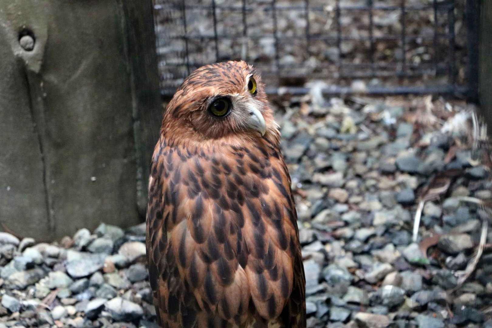 Philippine eagle-owl, July 2016
