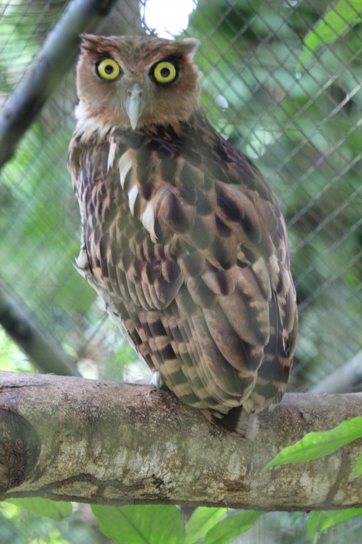 Philippine eagle-owl (Ketupa philippensis mindanensis)