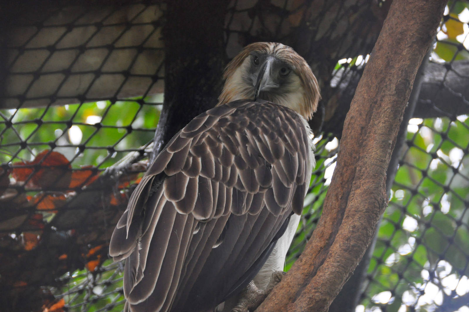 Philippine eagle/ Pithecophaga jefferyi