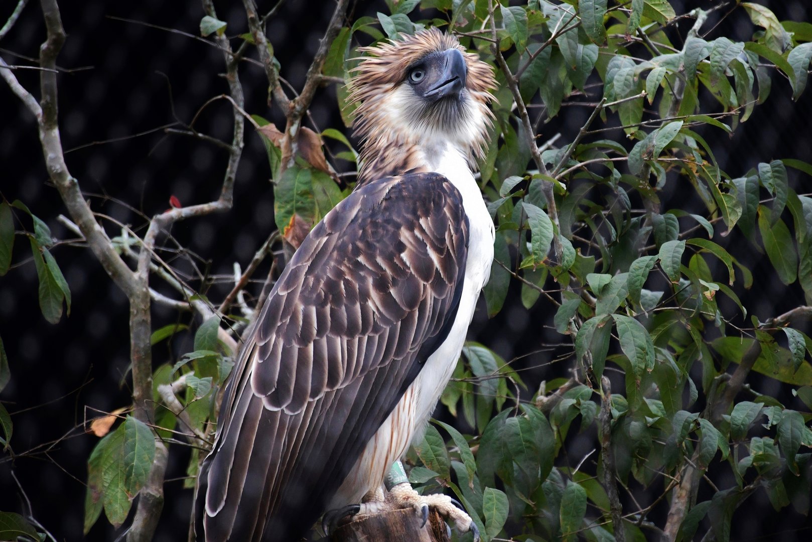 Philippine Eagle (Pithecophaga jefferyi)