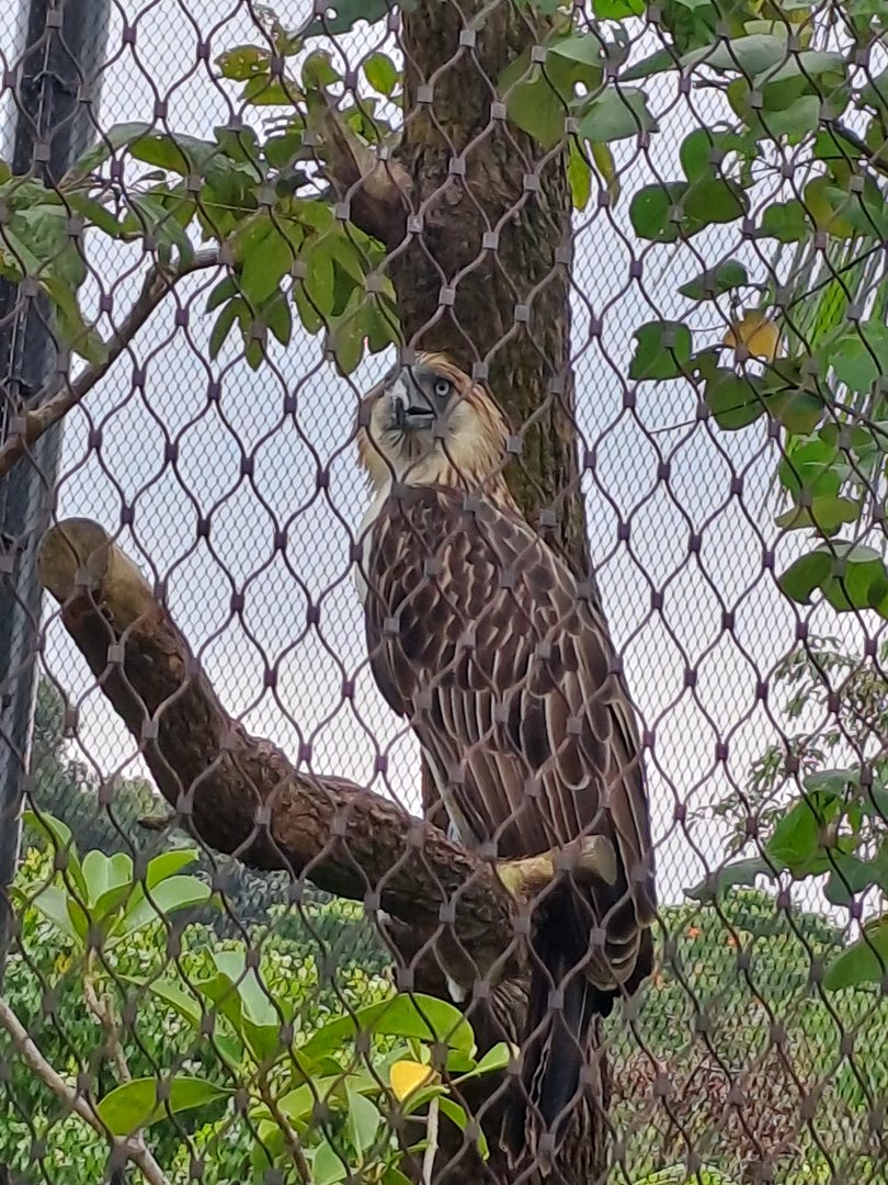 Philippine Eagle(Pithecophaga jefferyi)