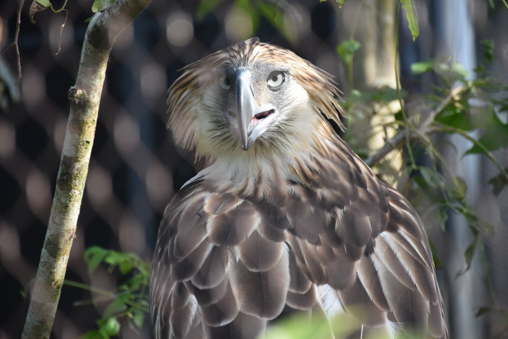 Philippine Eagle (Pithecophaga jefferyi)